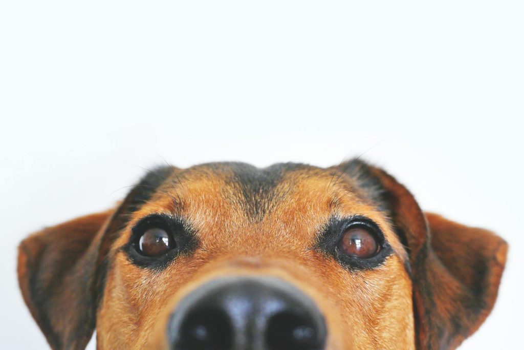 Adorable close-up of a brown dog's face with a curious expression and focus on its eyes and nose. dyrepensjonat