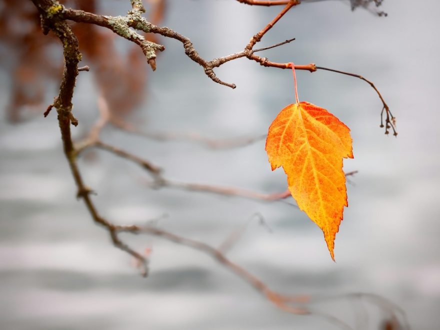 orange leaf