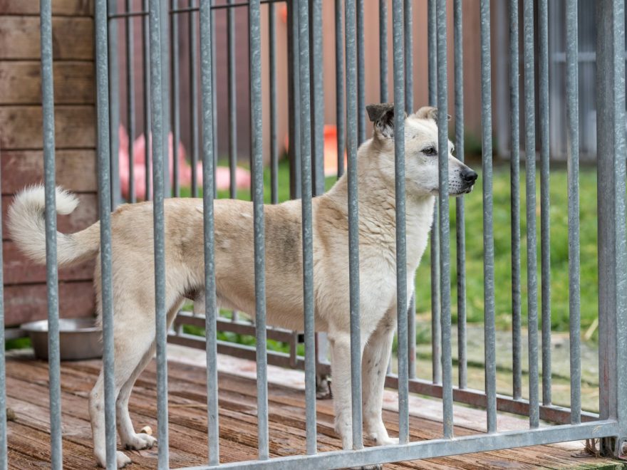 a dog standing behind a metal gate in a yard