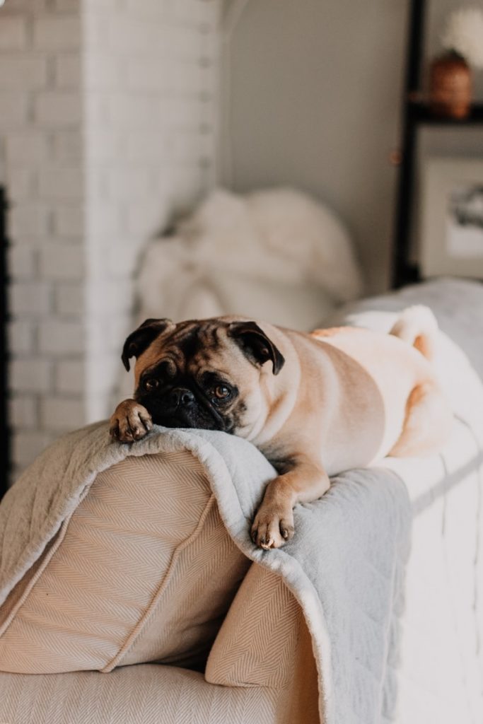 fawn pug lying on gray blanket, dyrepensjonat, hundepensjonat