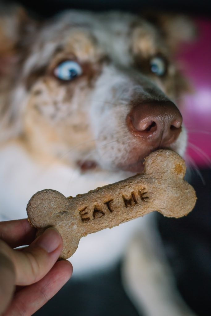 a close up of a person holding a dog bone, Dyrepensjonat