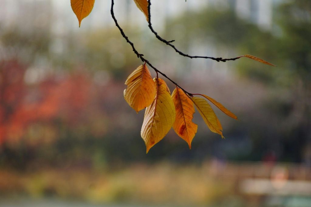 a close up of a tree branch, begravelse, pris, Priser for begravelse, begravelse og begravelsesbyrå