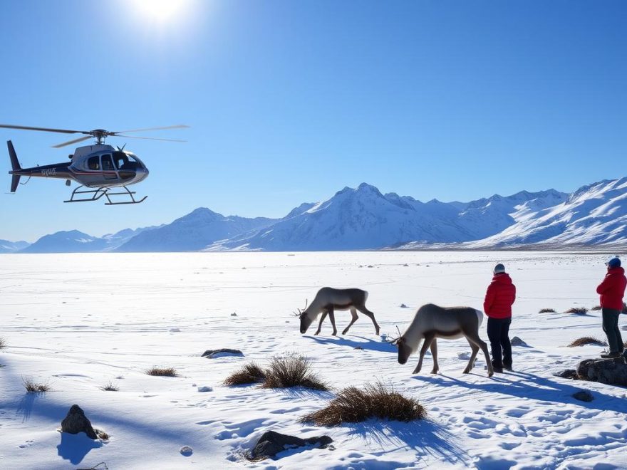 Reindriving med helikopter